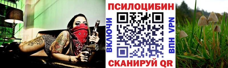 купить наркотики цена Новый Оскол Псилоцибиновые грибы Psilocybe